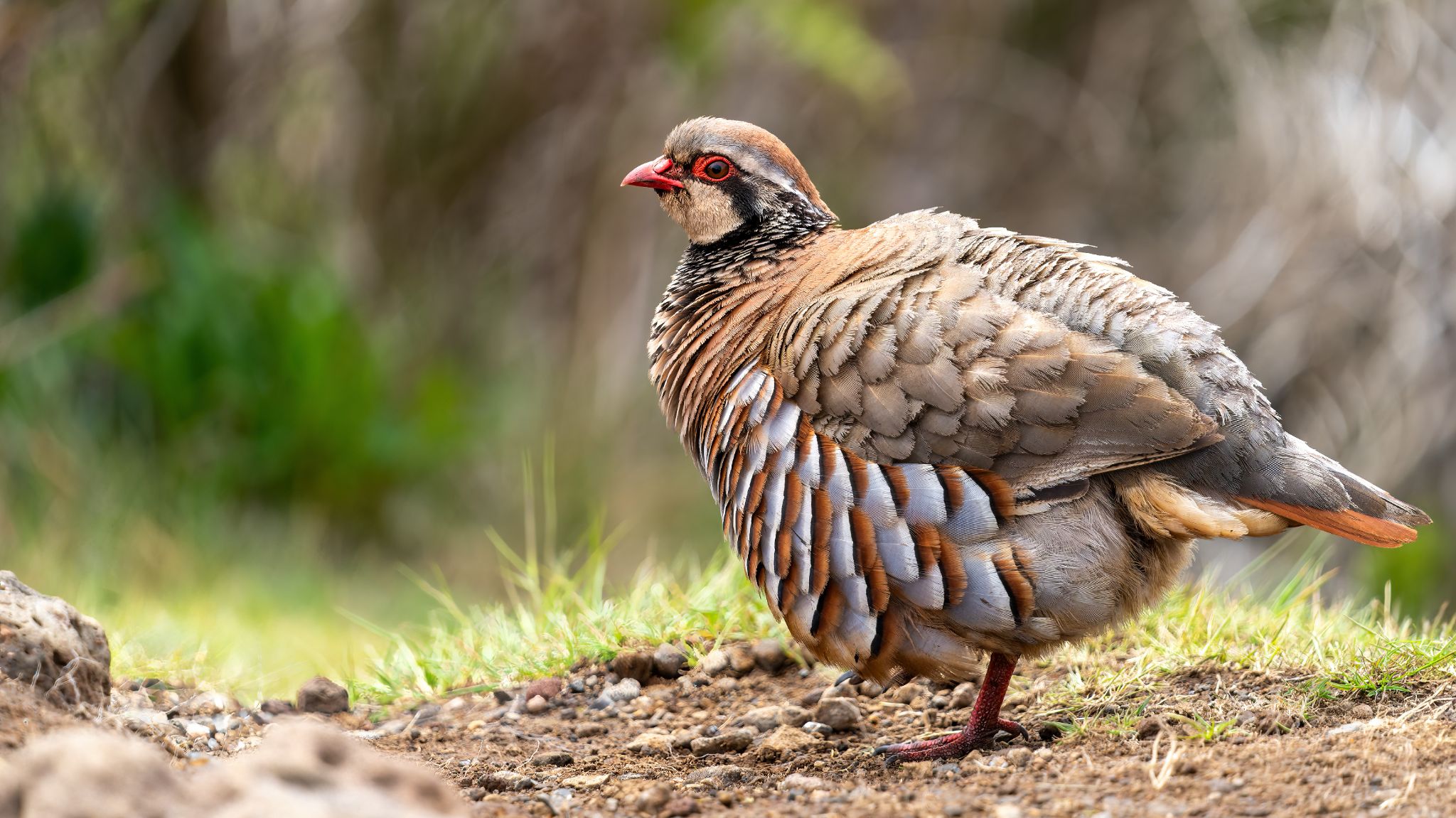 20250516 113349 Santana   Rothuhn